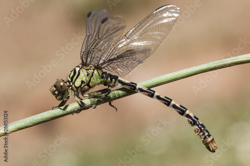 Onychogomphus forcipatus the small pincertail or green-eyed hook-tailed dragonfly large insect and striking colors yellow black and blue eyes photo
