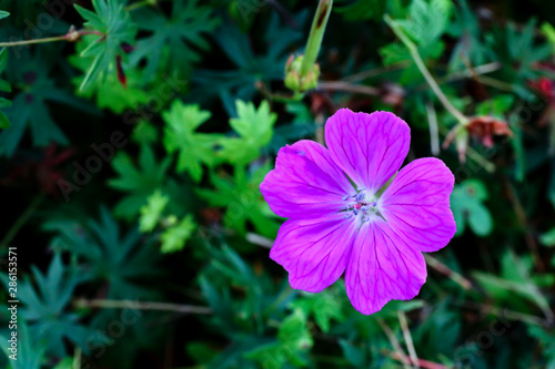 purple flower in the garden