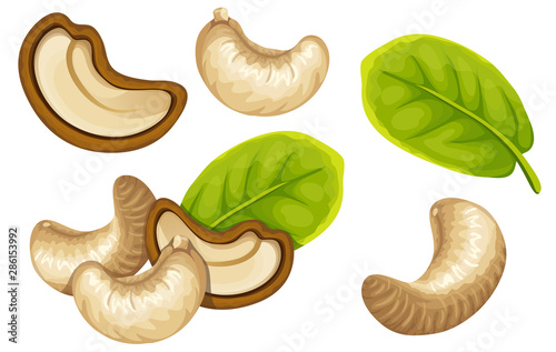 Set cashew and leaf. Isolated vector illustration on white background.