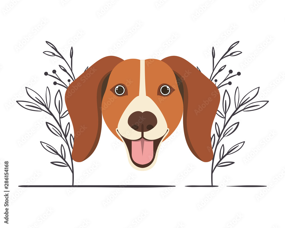 head of cute beagle dog on white background head of cute beagle dog on white background
