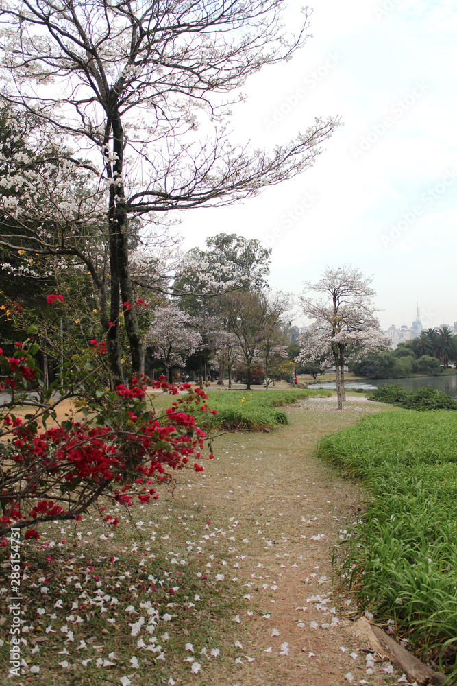 Obraz premium Ibirapuera