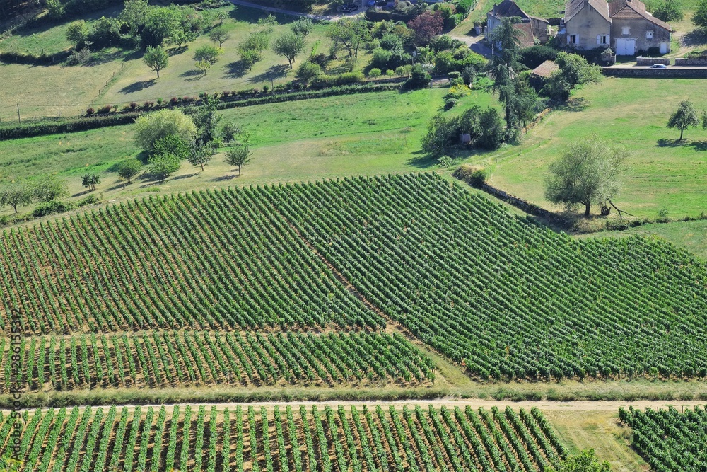 Vignoble Bourguignon dans la côte Chalonnaise.