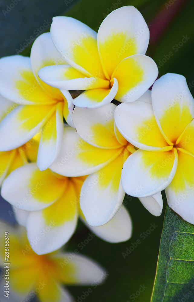 Plumeria Frangipani White and Yellow Summer Flowers
