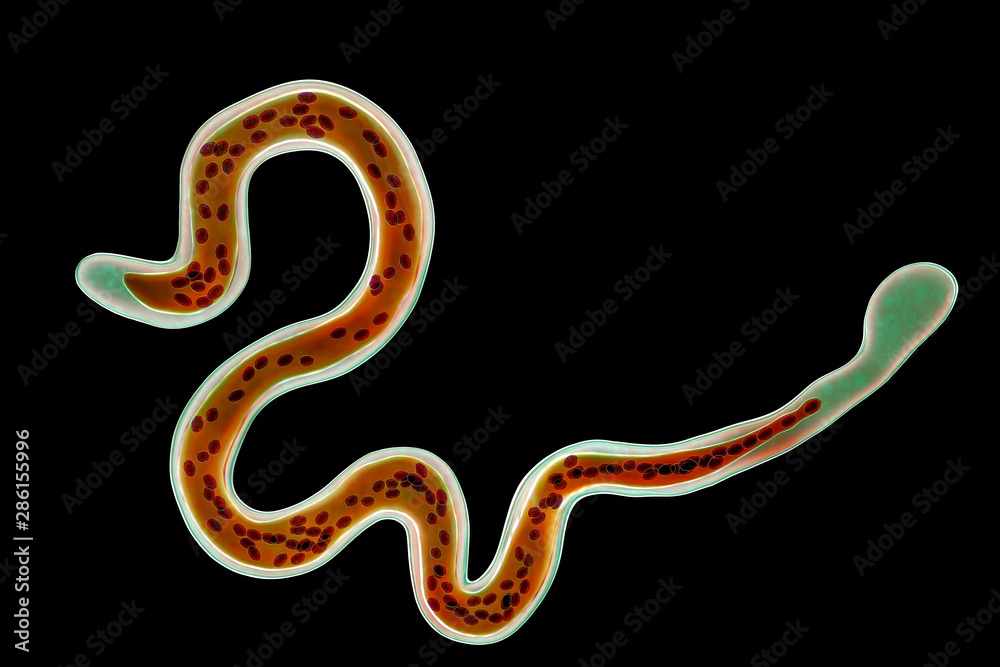 Fototapeta premium Brugia malayi, a roundworm nematode, one of the causative agents of lymphatic filariasis, 3D illustration showing presence of sheath around the worm and two non-continous nuclei in the tail tip