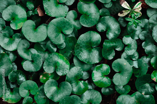 Natural round matte dark green leaves. forest plants photo