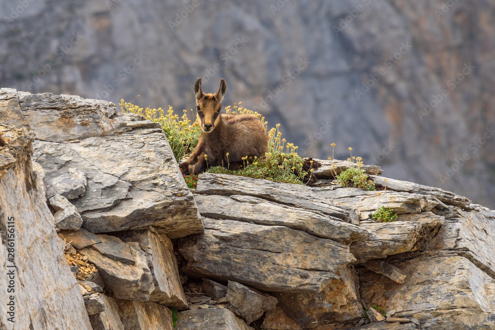 Young Chamois (Rupicapra rupicapra) Olympus Mountains, Greece Young Chamois (Rupicapra rupicapra) Olympus Mountains, Greece