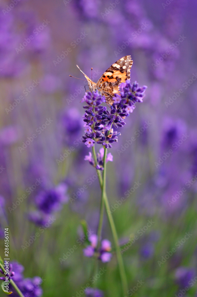 Vanessa cardui butterfly on lavender painted lady Vanessa cardui butterfly on lavender painted lady