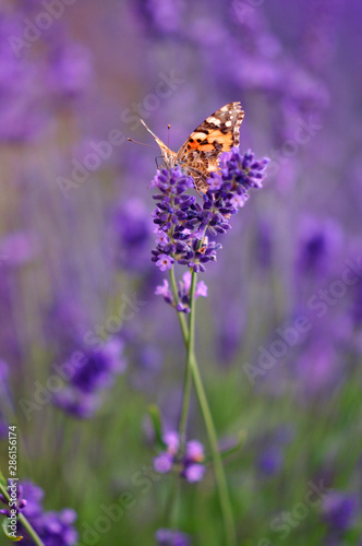 Vanessa cardui butterfly on lavender painted lady
