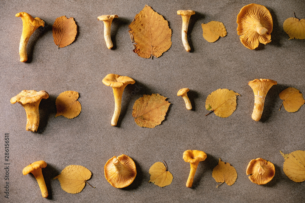 Forest chanterelle mushrooms, raw uncooked, with yellow autumn leaves in row over brown texture background. Flat lay, space