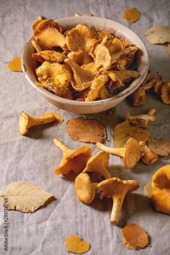 Forest chanterelle mushrooms, raw uncooked in ceramic bowl, with yellow autumn leaves over grey linen table cloth as background.
