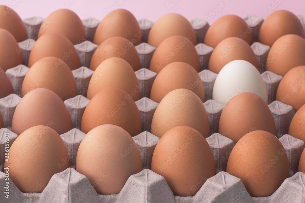 Close up of chicken eggs in carton box on pink background. One egg is another colour, concept