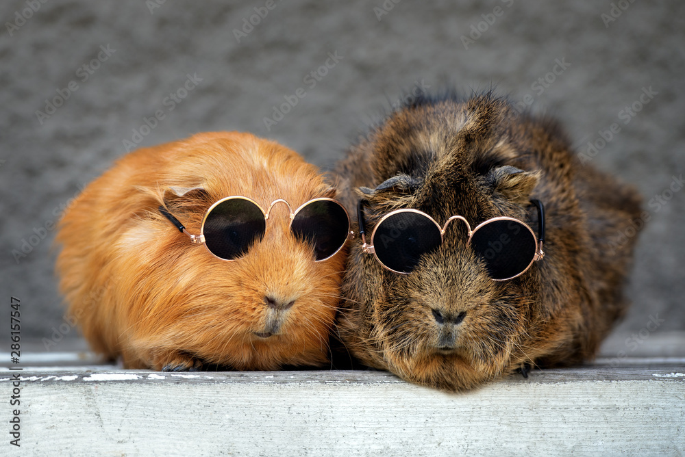 two funny guinea pigs in sunglasses