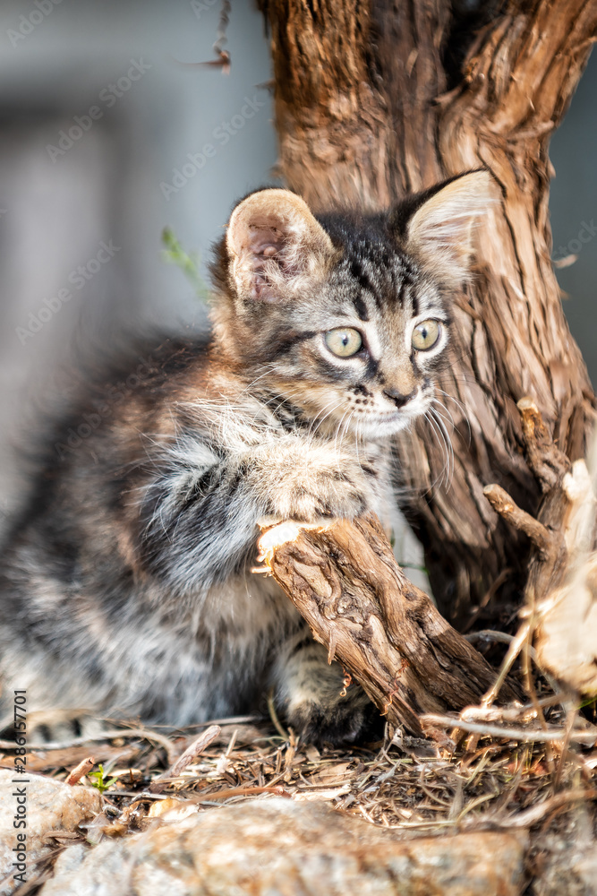 Cat puppy photographed outdoors in the branches of a tree and dry grass. Pets. Felines.