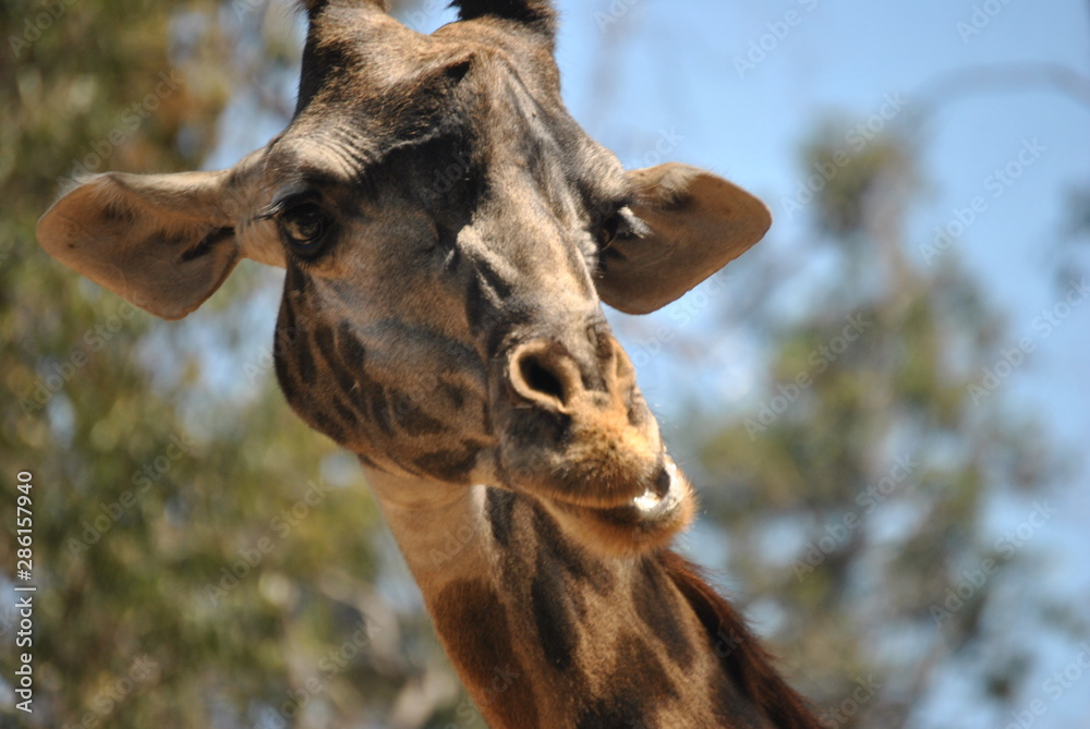 Naklejka premium Giraffe Portrait 1