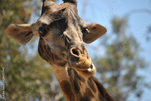 Giraffe Portrait 1