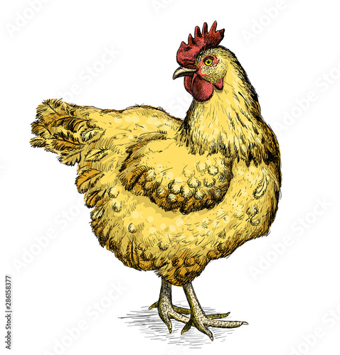 Graphic sketch with hen