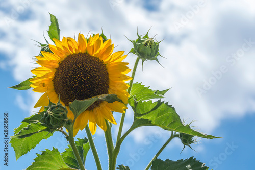 Sunflower blooming  Sunflower field landscape  Closeup of sunflower