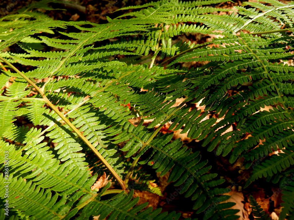 felci nel bosco felci nel bosco