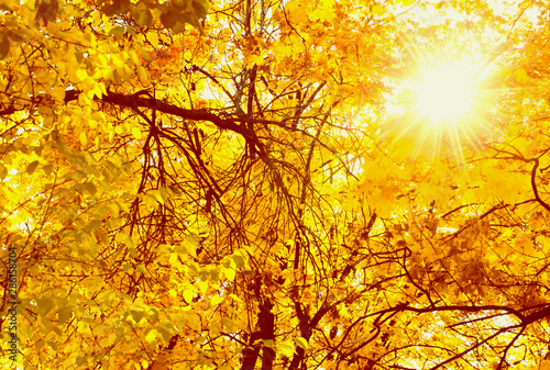 Sun rays seen through tree brances in autumn park. Fall concept