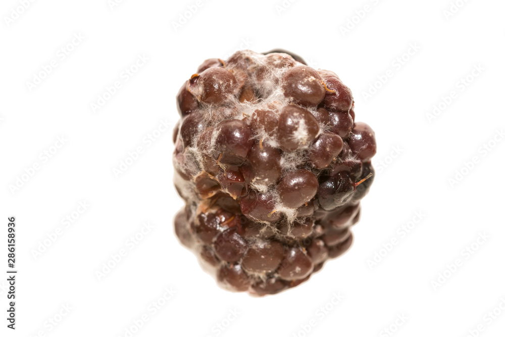 Blackberry with mold isolated on white background Blackberry with mold isolated on white background