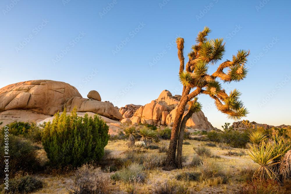 Joshua Tree National Park, Mojave Desert, California - obrazy, fototapety, plakaty 