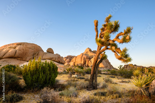 Joshua Tree National Park, Mojave Desert, California © chones