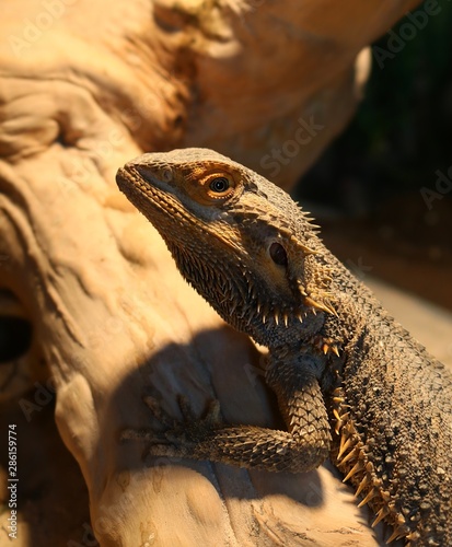Close-up profile of a Bearded Dragon lizard on a log in tank with UV heat lamp shining on him 