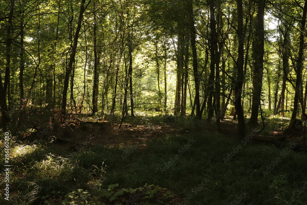 Fototapeta premium Waldblick