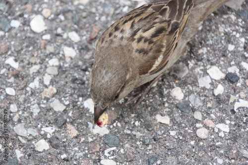 passerotto photo