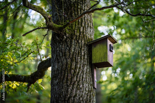 Wooden birdhouse hanging on a tree background