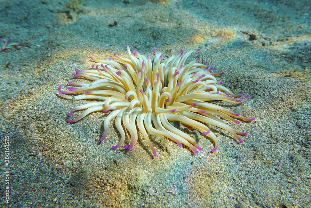A golden anemone, Condylactis aurantiaca, on a sandy seabed in the Mediterranean Sea, Costa Brava, Spain A golden anemone, Condylactis aurantiaca, on a sandy seabed in the Mediterranean Sea, Costa Brava, Spain