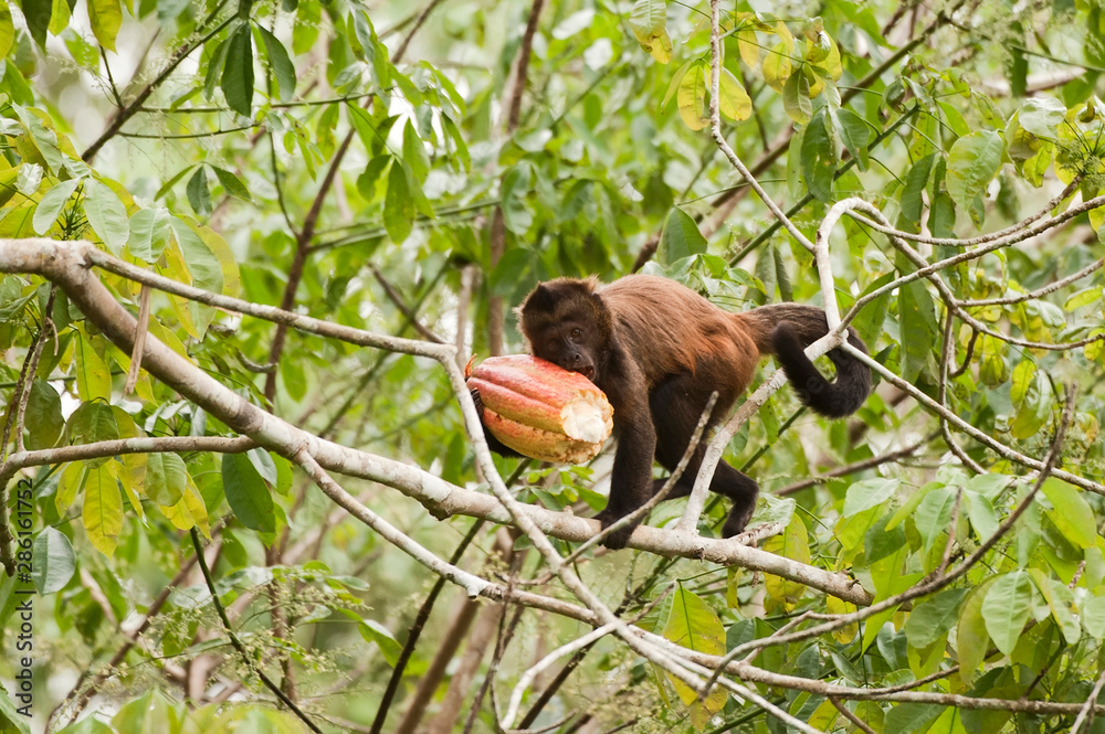 Obraz premium Crested capuchin photographed in Linhares, Espirito Santo. Southeast of Brazil. Atlantic Forest Biome. Picture made in 2012.