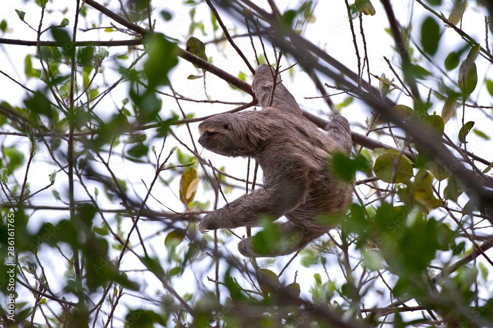 Fototapeta premium Brown throated sloth photographed in Linhares, Espirito Santo. Southeast of Brazil. Atlantic Forest Biome. Picture made in 2012.