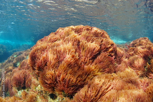 Red algae, harpoon weed, Asparagopsis armata, underwater in the Mediterranean sea, Spain, Costa Brava photo