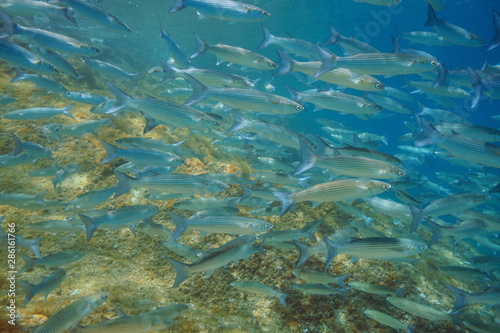 Shoal of fish mullets underwater in the Mediterranean sea, Spain, Costa Brava, Cap de Creus