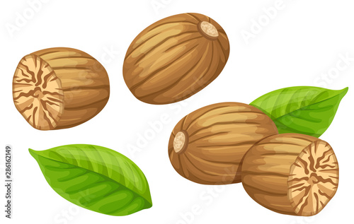 Set nutmeg and leaf. Isolated vector illustration on white background.