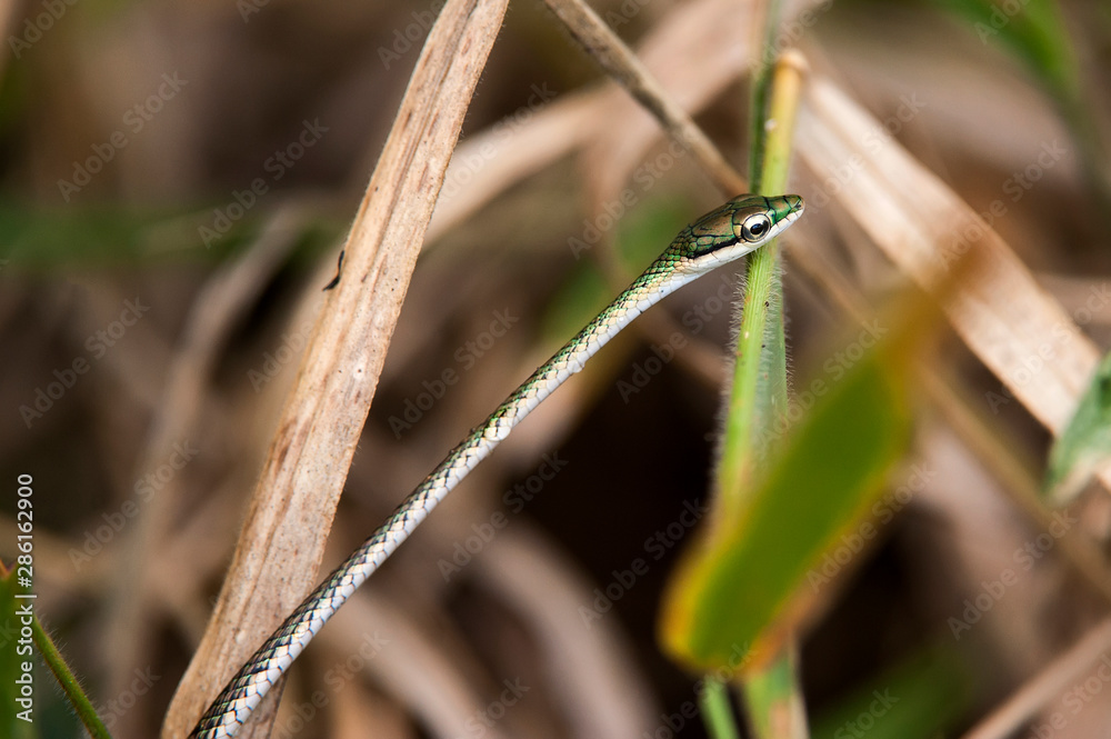 Leptophis ahaetulla photographed in Linhares, Espirito Santo. Southeast of Brazil. Atlantic Forest Biome. Picture made in 2012. Leptophis ahaetulla photographed in Linhares, Espirito Santo. Southeast of Brazil. Atlantic Forest Biome. Picture made in 2012.