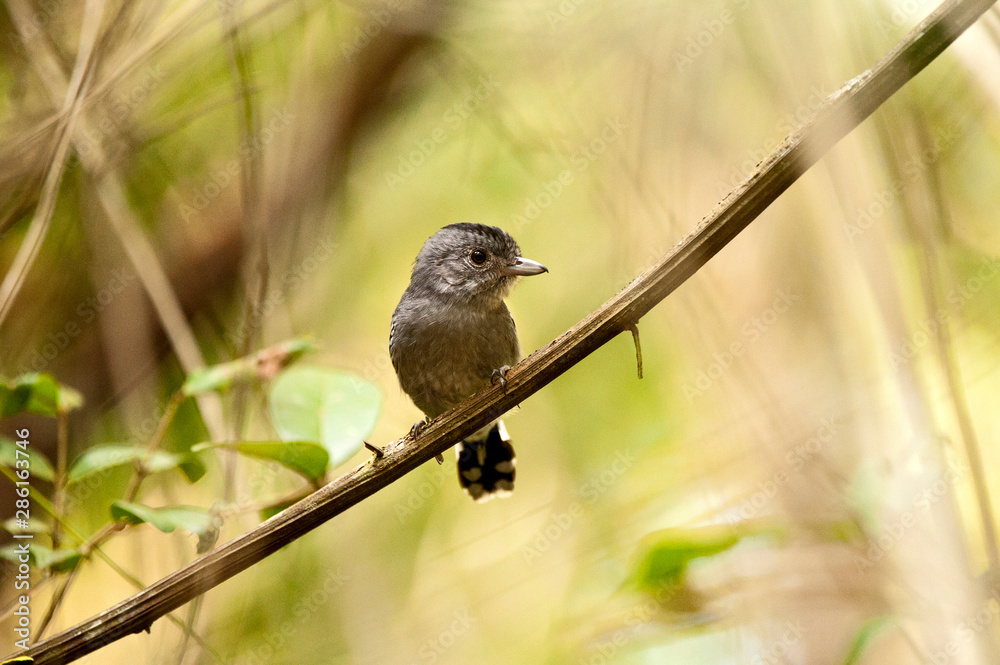 Obraz premium Sooretama Slaty Antshrike photographed in Linhares, Espirito Santo. Southeast of Brazil. Atlantic Forest Biome. Picture made in 2012.