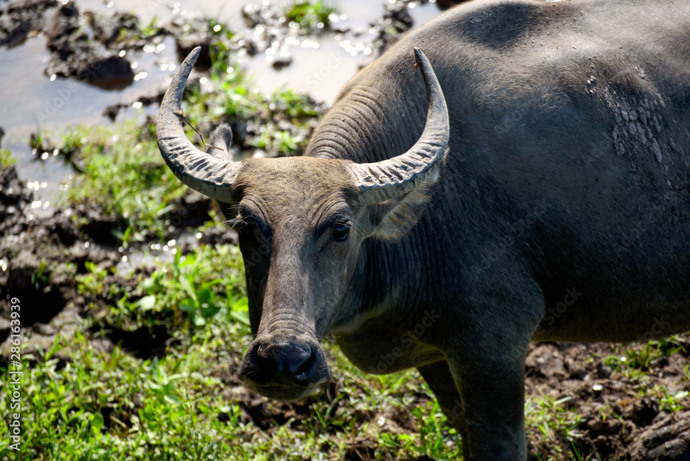 A buffalo is playing in the water A buffalo is playing in the water