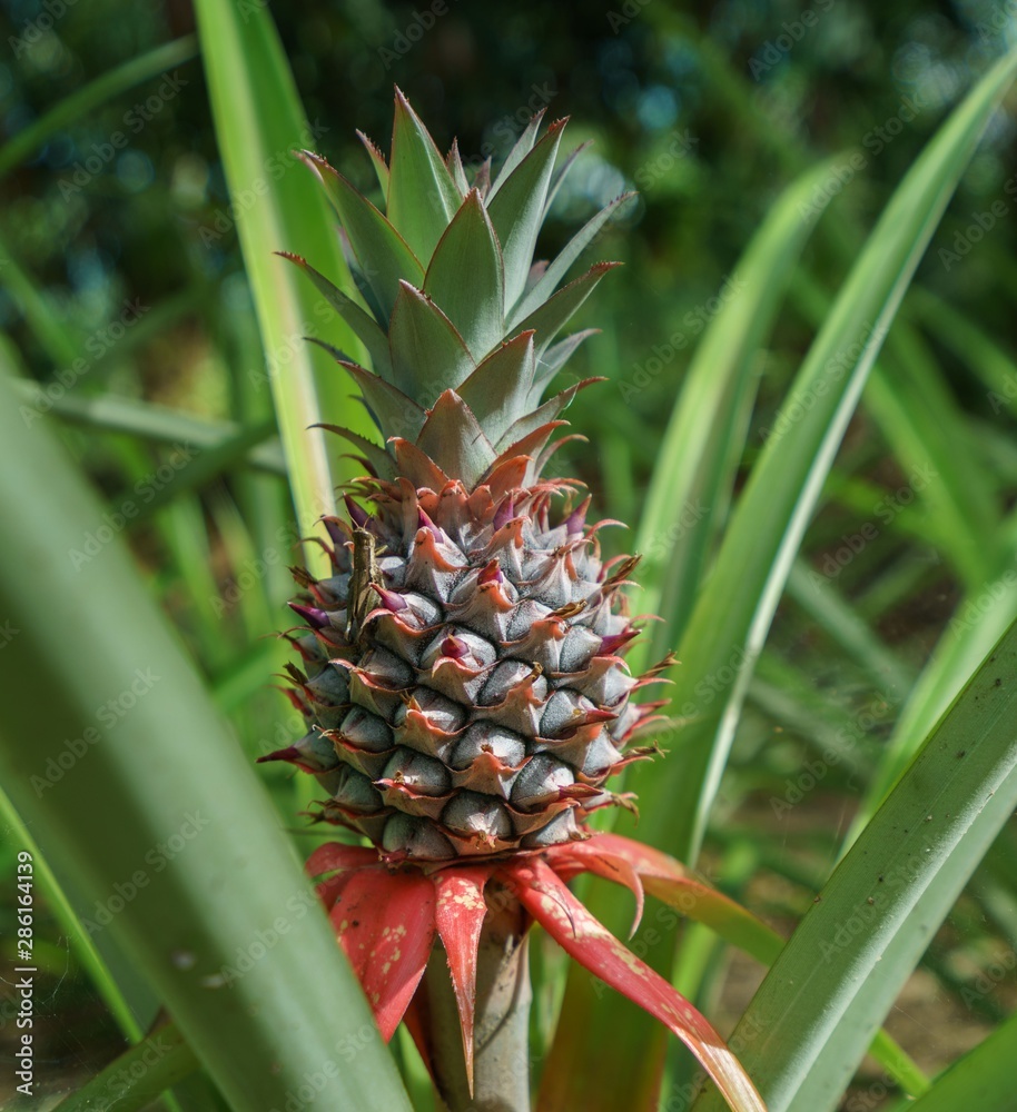 Image of pineapple growing on farm. Thailand Image of pineapple growing on farm. Thailand