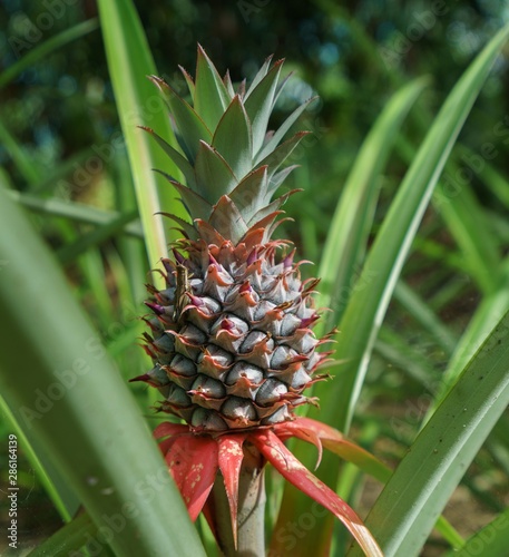 Image of pineapple growing on farm. Thailand