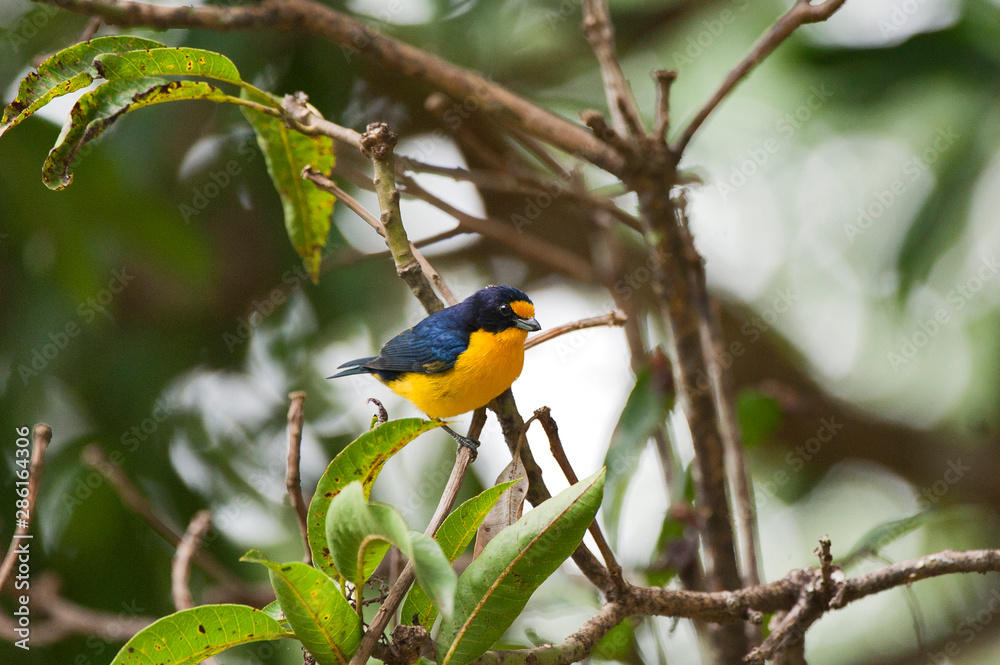 Violaceous Euphonia photographed in Linhares, Espirito Santo. Southeast of Brazil. Atlantic Forest Biome. Picture made in 2012. Violaceous Euphonia photographed in Linhares, Espirito Santo. Southeast of Brazil. Atlantic Forest Biome. Picture made in 2012.