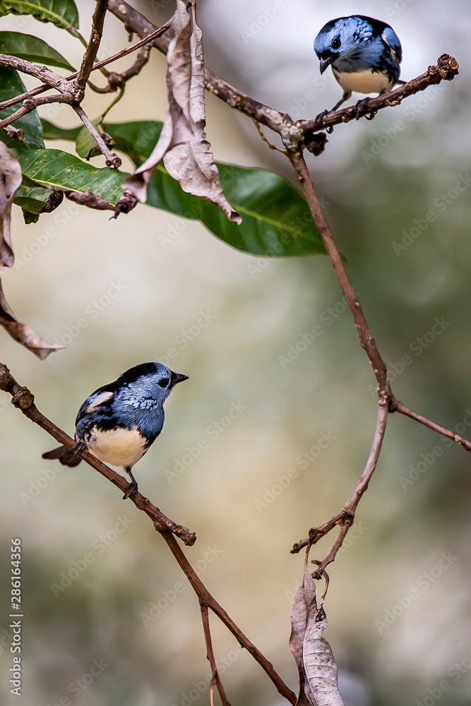 Obraz premium White bellied Tanager photographed in Linhares, Espirito Santo. Southeast of Brazil. Atlantic Forest Biome. Picture made in 2012.