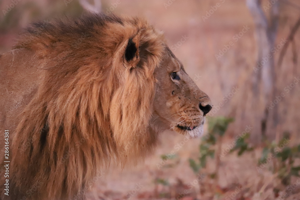 Naklejka premium Lew w ruchu na wolności