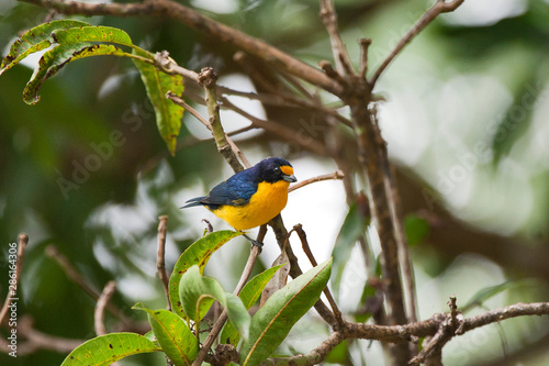 Violaceous Euphonia photographed in Linhares, Espirito Santo. Southeast of Brazil. Atlantic Forest Biome. Picture made in 2012.