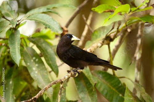 Red rumped Cacique photographed in Linhares, Espirito Santo. Southeast of Brazil. Atlantic Forest Biome. Picture made in 2012.