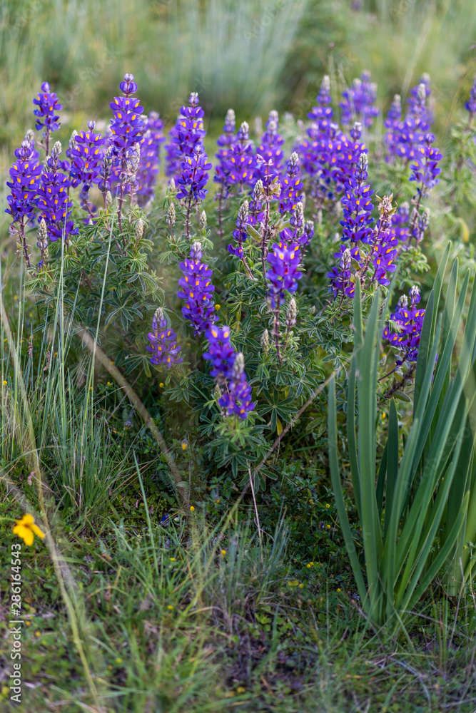 Fototapeta premium Purple flowers 3