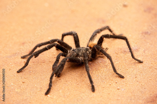 Tarantula photographed in Linhares, Espirito Santo. Southeast of Brazil. Atlantic Forest Biome. Picture made in 2012.