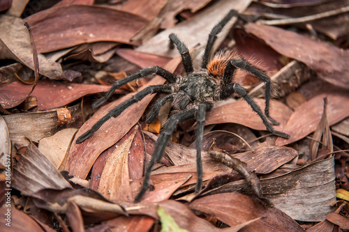 Tarantula photographed in Linhares, Espirito Santo. Southeast of Brazil. Atlantic Forest Biome. Picture made in 2012.