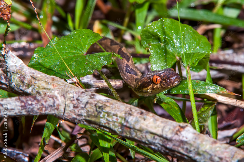 Naklejka premium Banded cat eyed snake photographed in Linhares, Espirito Santo. Southeast of Brazil. Atlantic Forest Biome. Picture made in 2012.